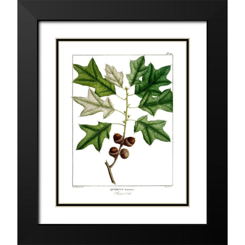 Bears Oak Black Modern Wood Framed Art Print with Double Matting by Donovan, Kelly