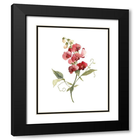 Scarlet Sweet Pea Black Modern Wood Framed Art Print with Double Matting by Robinson, Carol