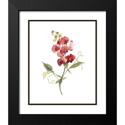 Scarlet Sweet Pea Black Modern Wood Framed Art Print with Double Matting by Robinson, Carol