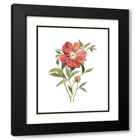 Scarlet Peony Black Modern Wood Framed Art Print with Double Matting by Robinson, Carol