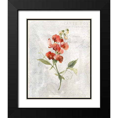 Linen Sweet Pea Black Modern Wood Framed Art Print with Double Matting by Robinson, Carol