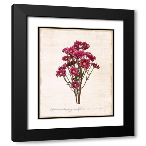 Sketchbook Chrysanthemum Black Modern Wood Framed Art Print with Double Matting by Carpentieri, Natalie