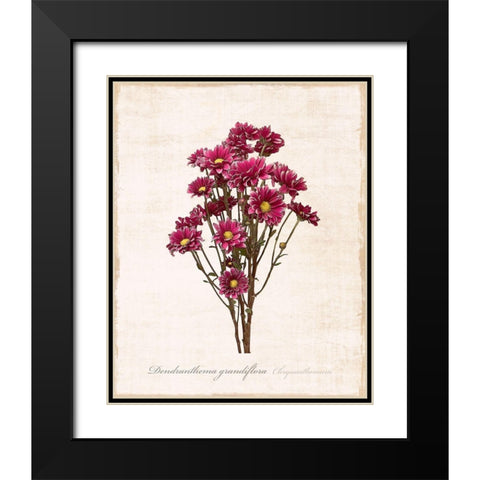 Sketchbook Chrysanthemum Black Modern Wood Framed Art Print with Double Matting by Carpentieri, Natalie