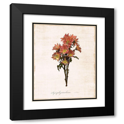 Sketchbook Aster Black Modern Wood Framed Art Print with Double Matting by Carpentieri, Natalie