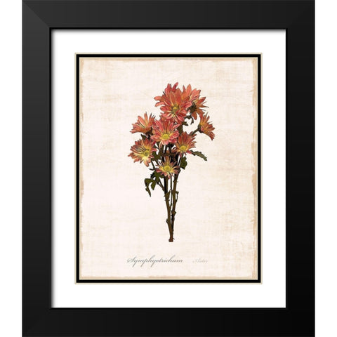 Sketchbook Aster Black Modern Wood Framed Art Print with Double Matting by Carpentieri, Natalie