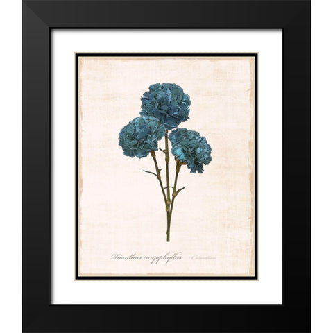 Sketchbook Carnation Black Modern Wood Framed Art Print with Double Matting by Carpentieri, Natalie