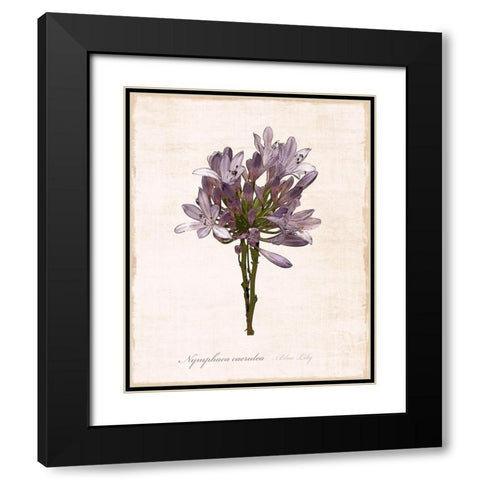 Sketchbook Lily Black Modern Wood Framed Art Print with Double Matting by Carpentieri, Natalie