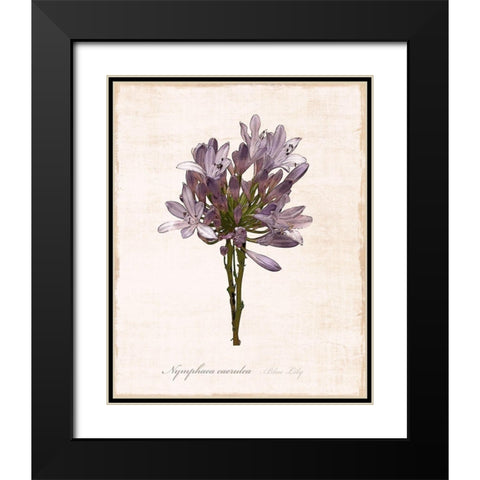 Sketchbook Lily Black Modern Wood Framed Art Print with Double Matting by Carpentieri, Natalie