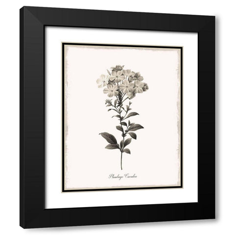 Sketchbook Leadwort Black Modern Wood Framed Art Print with Double Matting by Donovan, Kelly