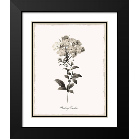 Sketchbook Leadwort Black Modern Wood Framed Art Print with Double Matting by Donovan, Kelly