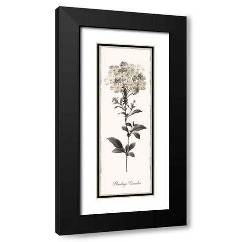 Slender Leadwort Black Modern Wood Framed Art Print with Double Matting by Donovan, Kelly