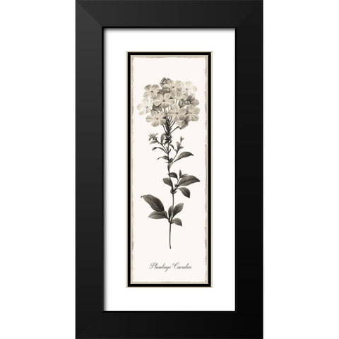 Slender Leadwort Black Modern Wood Framed Art Print with Double Matting by Donovan, Kelly