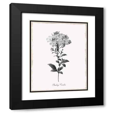 Simply Cape Leadwort Black Modern Wood Framed Art Print with Double Matting by Donovan, Kelly