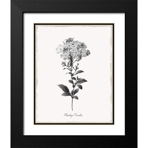 Simply Cape Leadwort Black Modern Wood Framed Art Print with Double Matting by Donovan, Kelly