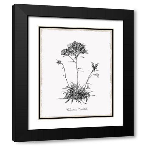 Simply Caladrinia Black Modern Wood Framed Art Print with Double Matting by Donovan, Kelly