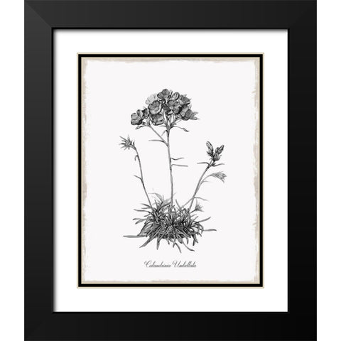 Simply Caladrinia Black Modern Wood Framed Art Print with Double Matting by Donovan, Kelly