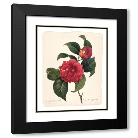Red Botanical I Black Modern Wood Framed Art Print with Double Matting by Robinson, Carol
