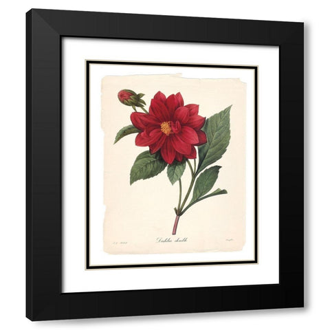 Red Botanical II Black Modern Wood Framed Art Print with Double Matting by Robinson, Carol