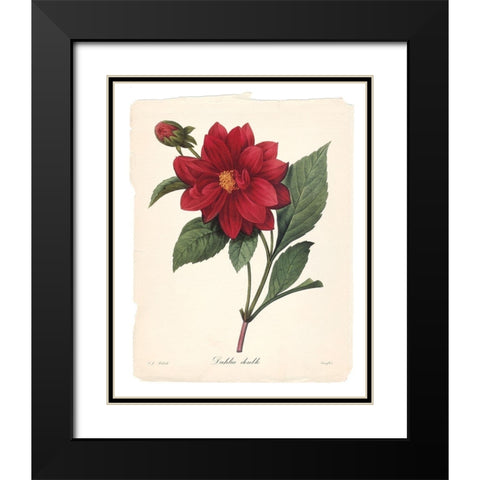 Red Botanical II Black Modern Wood Framed Art Print with Double Matting by Robinson, Carol