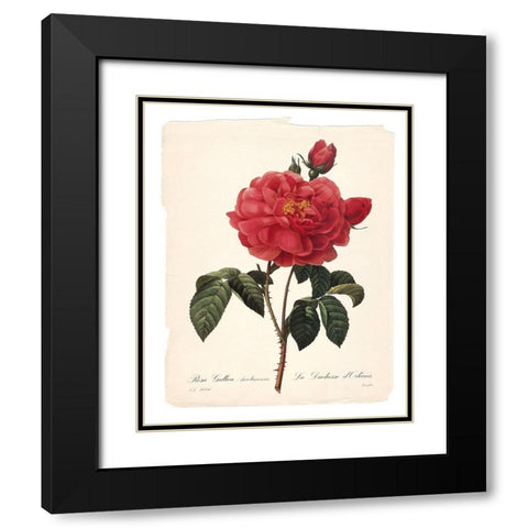 Red Botanical III Black Modern Wood Framed Art Print with Double Matting by Robinson, Carol