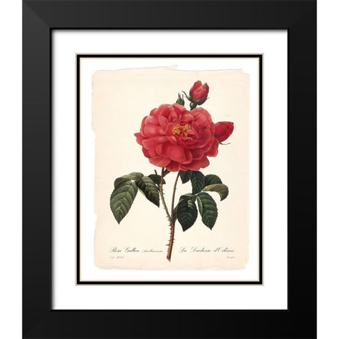 Red Botanical III Black Modern Wood Framed Art Print with Double Matting by Robinson, Carol