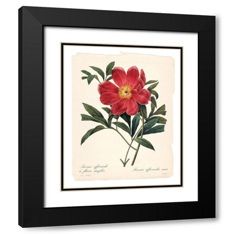 Red Botanical IV Black Modern Wood Framed Art Print with Double Matting by Robinson, Carol