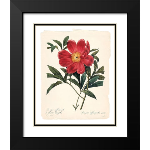 Red Botanical IV Black Modern Wood Framed Art Print with Double Matting by Robinson, Carol