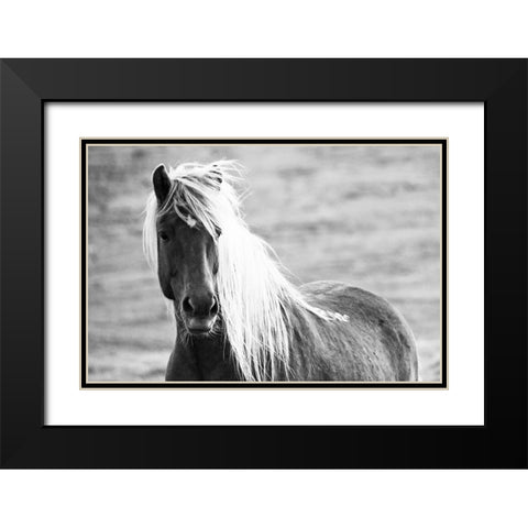 Islandic Horse Black Modern Wood Framed Art Print with Double Matting by Loeken, Joan