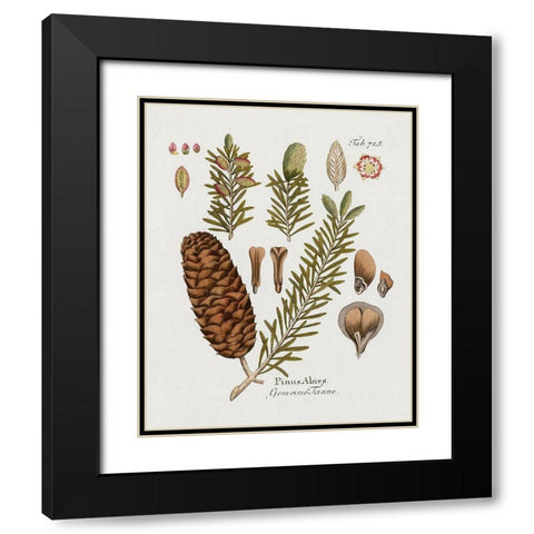 Botanical Fir Black Modern Wood Framed Art Print with Double Matting by Donovan, Kelly