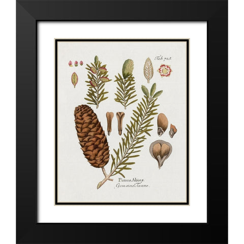 Botanical Fir Black Modern Wood Framed Art Print with Double Matting by Donovan, Kelly