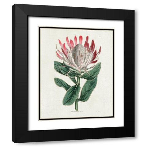 Protea N13 Black Modern Wood Framed Art Print with Double Matting by Donovan, Kelly