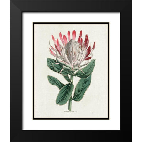 Protea N13 Black Modern Wood Framed Art Print with Double Matting by Donovan, Kelly