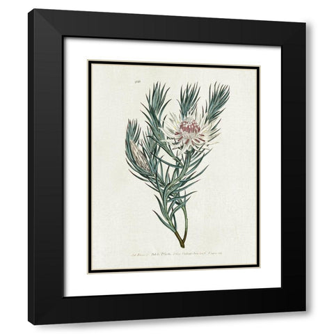 Protea N33 Black Modern Wood Framed Art Print with Double Matting by Donovan, Kelly