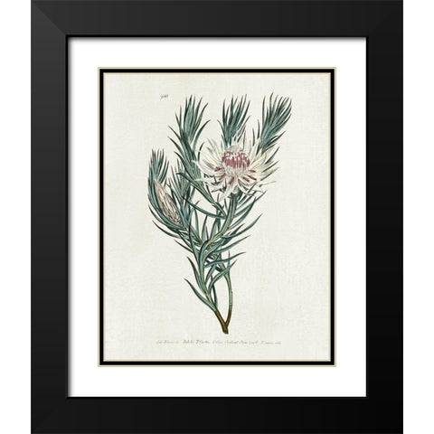 Protea N33 Black Modern Wood Framed Art Print with Double Matting by Donovan, Kelly