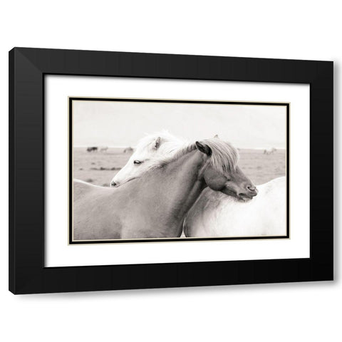 Icelandic Meadow Horses Black Modern Wood Framed Art Print with Double Matting by Delimont, Danita