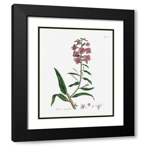 Rose Botanical I Black Modern Wood Framed Art Print with Double Matting by CAD Designs
