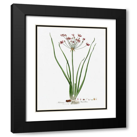Rose Botanical II Black Modern Wood Framed Art Print with Double Matting by CAD Designs