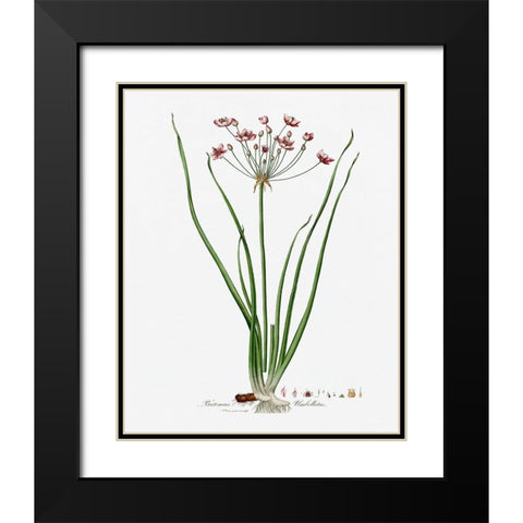 Rose Botanical II Black Modern Wood Framed Art Print with Double Matting by CAD Designs