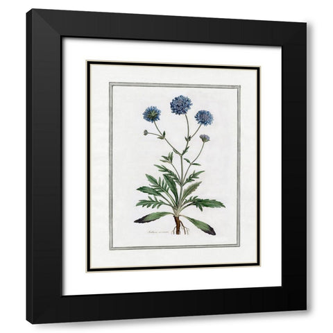 Soft Botanical II Black Modern Wood Framed Art Print with Double Matting by CAD Designs
