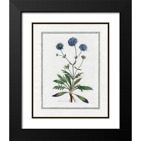 Soft Botanical II Black Modern Wood Framed Art Print with Double Matting by CAD Designs