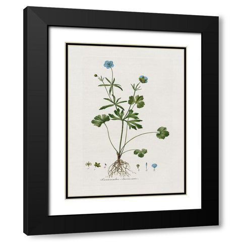 Buttercup Study Black Modern Wood Framed Art Print with Double Matting by Donovan, Kelly