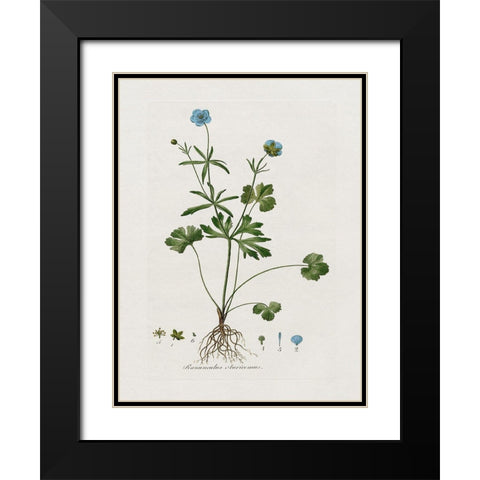 Buttercup Study Black Modern Wood Framed Art Print with Double Matting by Donovan, Kelly