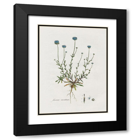 Bellflower Study Black Modern Wood Framed Art Print with Double Matting by Donovan, Kelly