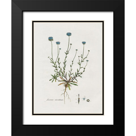 Bellflower Study Black Modern Wood Framed Art Print with Double Matting by Donovan, Kelly