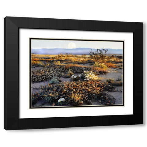 Anza Borrego Desert Black Modern Wood Framed Art Print with Double Matting by Delimont, Danita