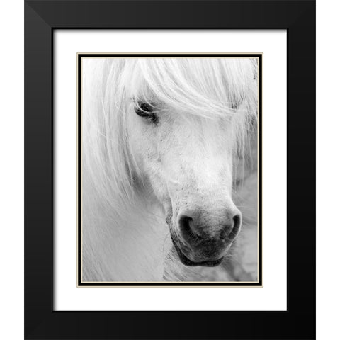 Island Pony I Black Modern Wood Framed Art Print with Double Matting by Delimont, Danita