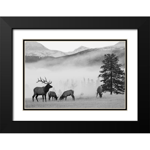 Mountain Elk Black Modern Wood Framed Art Print with Double Matting by Delimont, Danita