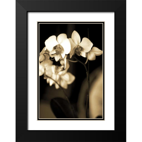 Exotic Blooms Black Modern Wood Framed Art Print with Double Matting by Ryan, Cinzia