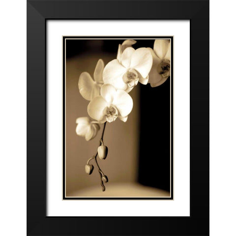 Exotic Blooms Black Modern Wood Framed Art Print with Double Matting by Ryan, Cinzia