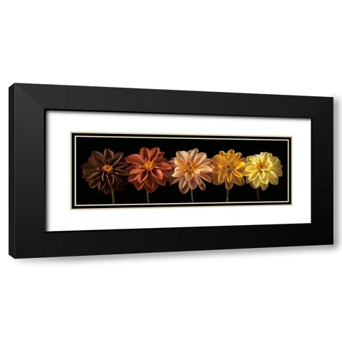 Floral Salute Black Modern Wood Framed Art Print with Double Matting by Frank, Assaf